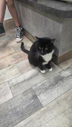 Reunited Male Cat last seen Beach and basswood, Fort Worth, TX 76137