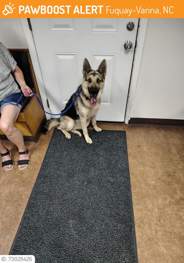 Found/Stray Female Dog last seen Lafayette Rd, Fuquay-Varina, NC 27526