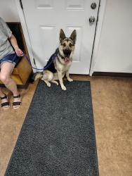 Found/Stray Female Dog last seen Lafayette Rd, Fuquay-Varina, NC 27526