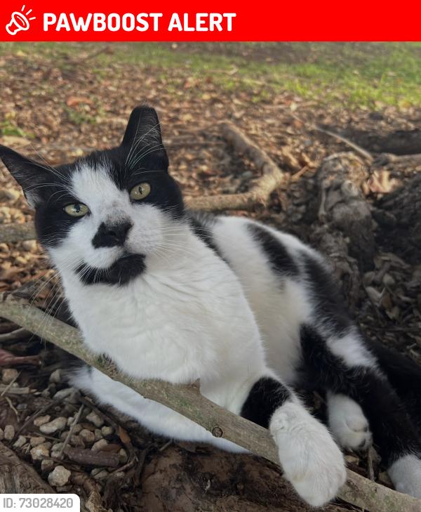 Lost Male Cat last seen SW 316 Street and 202 ave, Miami-Dade County, FL 33030