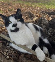 Lost Male Cat last seen SW 316 Street and 202 ave, Miami-Dade County, FL 33030