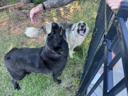 Found/Stray Unknown Dog last seen Bryant & Sorghum Mill, Edmond, OK 73034