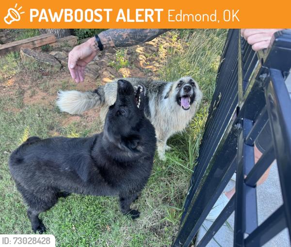 Found/Stray Unknown Dog last seen Bryant & Sorghum Mill, Edmond, OK 73034