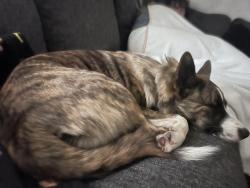 Found/Stray Female Dog last seen Piedmont highway, Piedmont, SC 29673