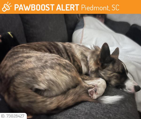 Found/Stray Female Dog last seen Piedmont highway, Piedmont, SC 29673