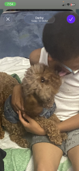 Lost Unknown Dog last seen I don’t know unfortunately.., Glenolden, PA 19036