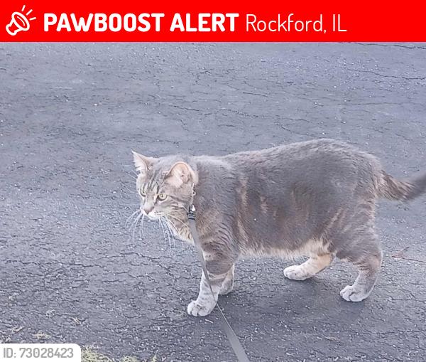 Lost Male Cat last seen Behind Aldi's, in front of the thrift store. 11th Street 20th Avenue, Rockford, IL 61109