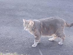 Lost Male Cat last seen Behind Aldi's, in front of the thrift store. 11th Street 20th Avenue, Rockford, IL 61109