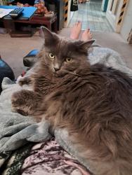 Reunited Female Cat last seen Saint Francis area of Daly City, Daly City, CA 94015
