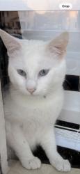 Lost Male Cat last seen Joe hinton, eagle point apartmnets, Knoxville, TN 37931