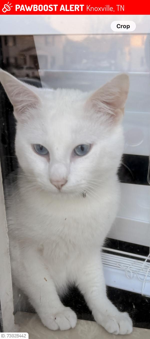 Lost Male Cat last seen Joe hinton, eagle point apartmnets, Knoxville, TN 37931