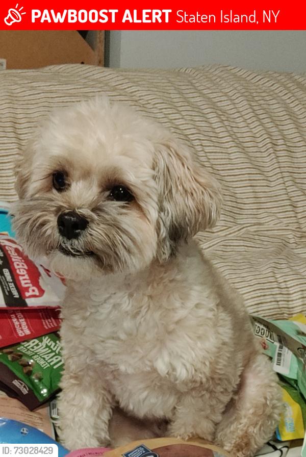 Lost Male Dog last seen Lincoln and Sussex, Staten Island, NY 10314
