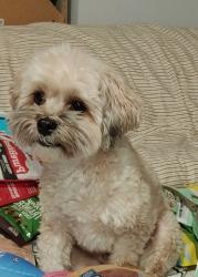 Lost Male Dog last seen Lincoln and Sussex, Staten Island, NY 10314