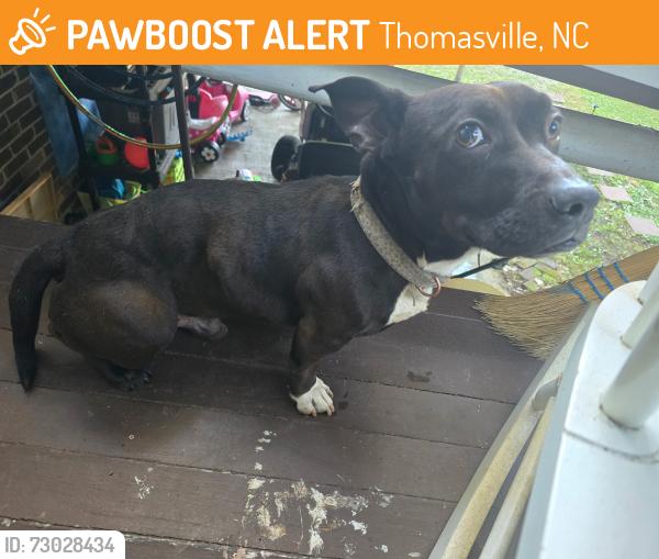 Found/Stray Male Dog last seen Hasty school rd, Thomasville, NC 27360