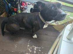 Found/Stray Male Dog last seen Hasty school rd, Thomasville, NC 27360