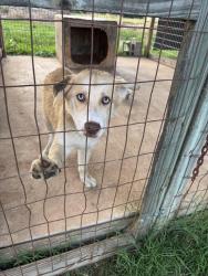 Found/Stray Female Dog last seen Blake dairy, Sutherland , Anderson County, SC 29627