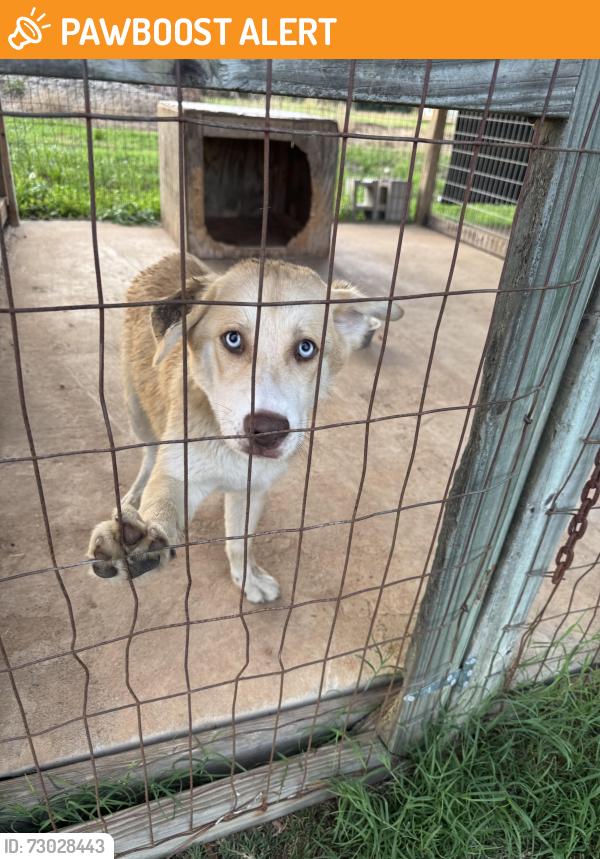 Found/Stray Female Dog last seen Blake dairy, Sutherland , Anderson County, SC 29627