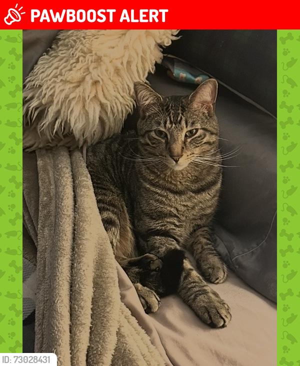 Lost Male Cat last seen Near Amy drive, South Park, pa 15129, South Park Township, PA 15129