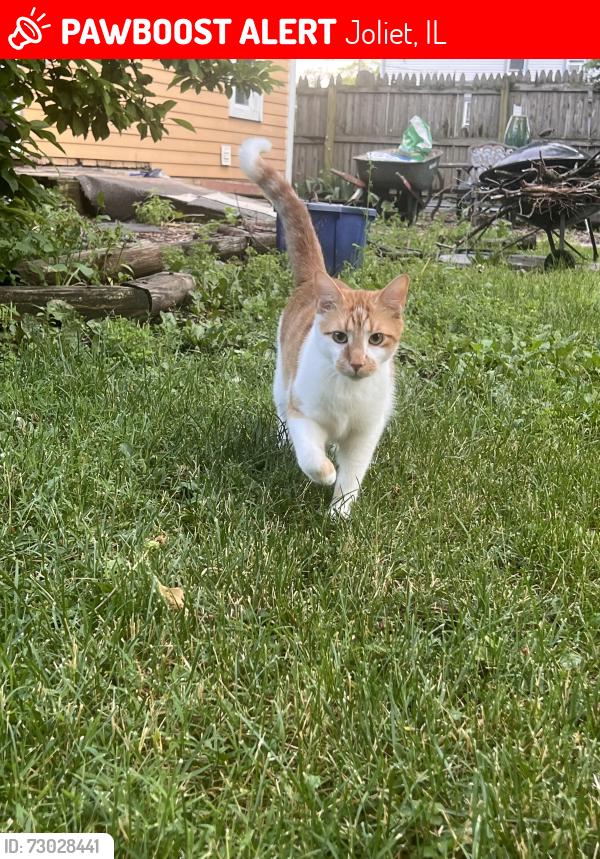 Lost Male Cat last seen Pleasant/Mcdonough, Joliet, IL 60436