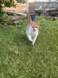 Lost Male Cat last seen Pleasant/Mcdonough, Joliet, IL 60436