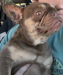 Found/Stray Female Dog last seen Windsor ests and back gate of perch Denton , Denton, TX 76207