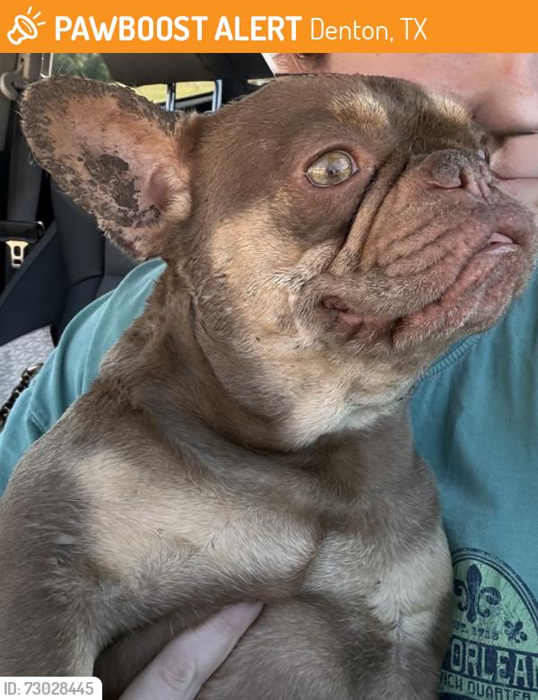 Found/Stray Female Dog last seen Windsor ests and back gate of perch Denton , Denton, TX 76207