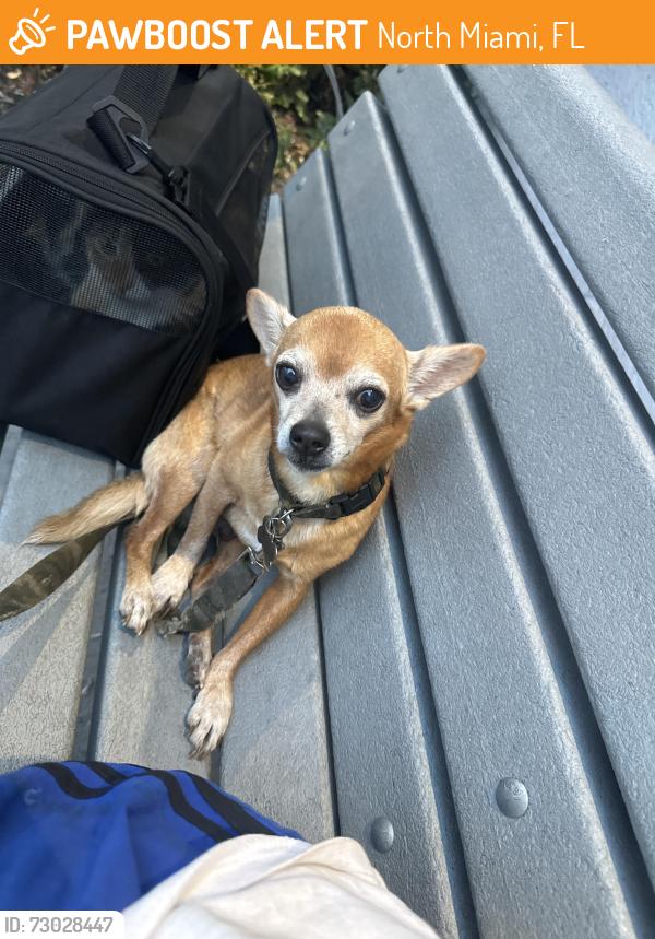 Found/Stray Male Dog last seen City national bank Bci financial group, North Miami, FL 33181