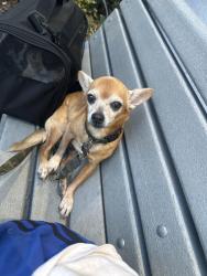 Found/Stray Male Dog last seen City national bank Bci financial group, North Miami, FL 33181