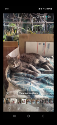 Lost Female Cat last seen Longridge way, San Diego, CA 92126