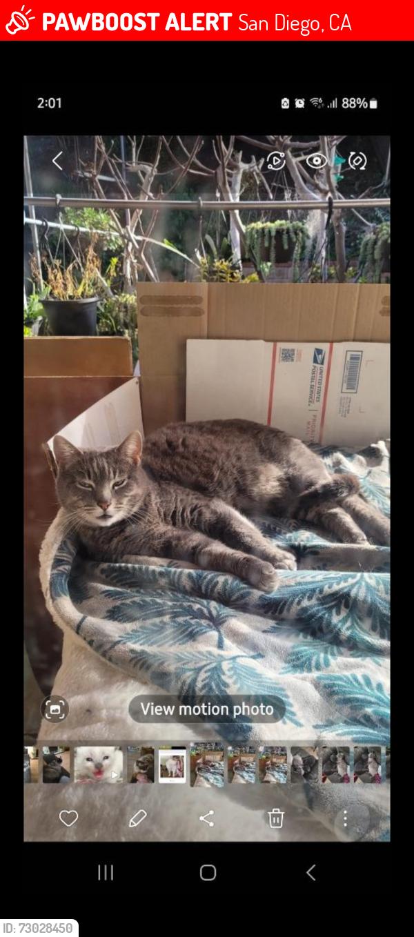 Lost Female Cat last seen Longridge way, San Diego, CA 92126