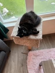 Lost Female Cat last seen Near Knoxville Rd Pope Valley, CA 94567 United States, Napa, CA 94558