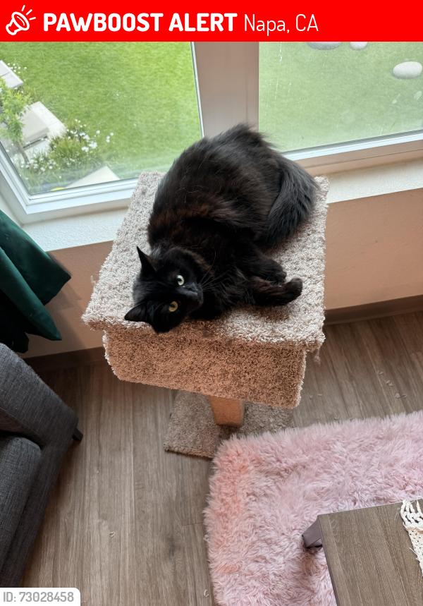 Lost Female Cat last seen Near Knoxville Rd Pope Valley, CA 94567 United States, Napa, CA 94558