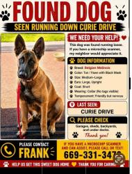 Found/Stray Unknown Dog last seen Curie Drive & Cottle , San Jose, CA 95123