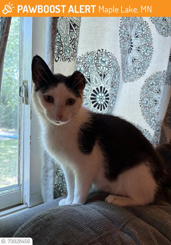 Found/Stray Female Cat last seen Dempsey Ave SW & 15th St NW, Maple Lake, MN 55358