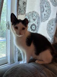Found/Stray Female Cat last seen Dempsey Ave SW & 15th St NW, Maple Lake, MN 55358