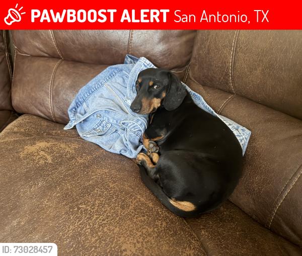 Lost Male Dog last seen Colima , San Antonio, TX 78207