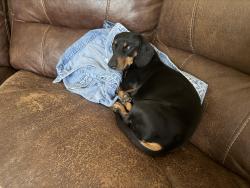 Lost Male Dog last seen Colima , San Antonio, TX 78207