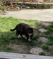 Reunited Female Cat last seen 11th, Spokane, WA 99204