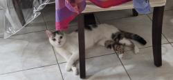 Reunited Female Cat last seen 102nd street, 63rd Avenue, Queens, NY 11375