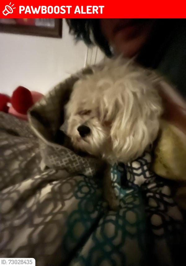 Lost Male Dog last seen Near drydock circuit , Springfield Lakes, QLD 4300
