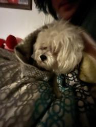 Lost Male Dog last seen Near drydock circuit , Springfield Lakes, QLD 4300