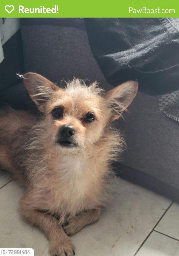 Reunited Unknown Dog last seen W Cedar St, Oxnard, CA 93033, USA, Oxnard, CA 93033