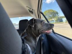 Found/Stray Male Dog last seen West st and Raymond st, Indianapolis, IN 46225