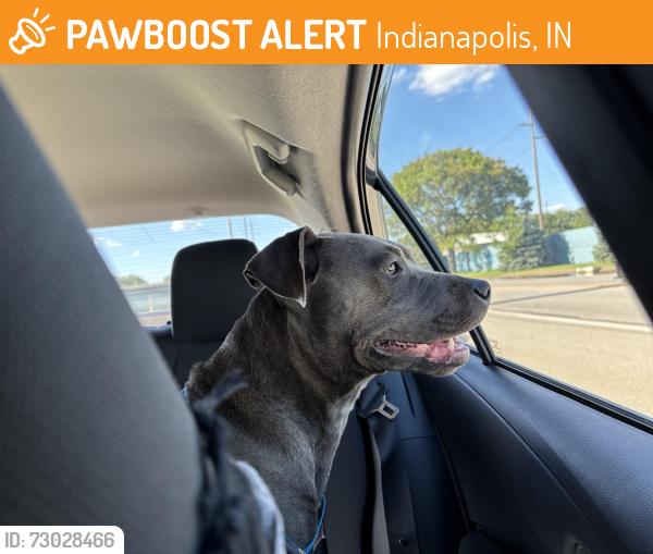Found/Stray Male Dog last seen West st and Raymond st, Indianapolis, IN 46225