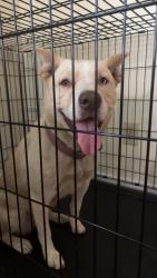 Reunited Female Dog last seen Fillyaw and Bedford, Fayetteville, NC 28303