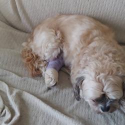 Reunited Male Dog last seen Main St. And Siebenthaler Ave, Dayton, OH 45405