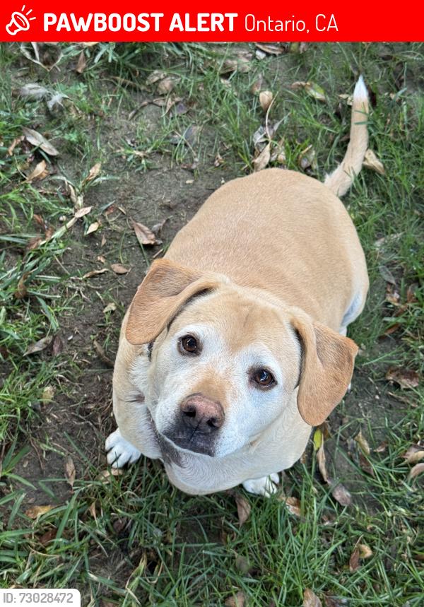 Lost Male Dog last seen By Grace Yokley Middle School, Ontario, CA 91761