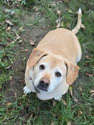 Lost Male Dog last seen By Grace Yokley Middle School, Ontario, CA 91761