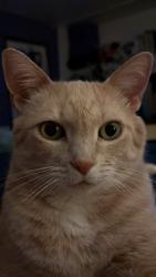 Lost Female Cat last seen Near Compadre Way , Ramona, CA 92065