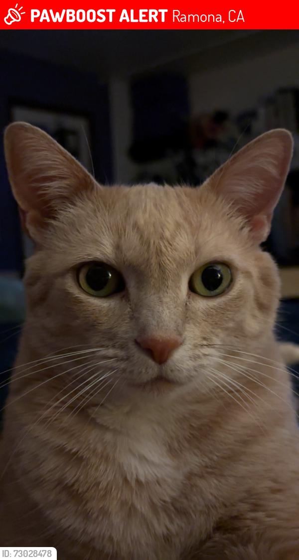 Lost Female Cat last seen Near Compadre Way , Ramona, CA 92065